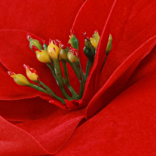 Artikel Prächtiger Weihnachtsstern - Poinsettia in Rot – 46 cm 6St 2 Bund