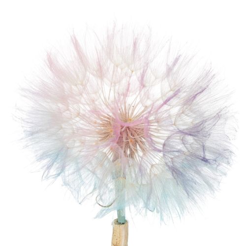 Artikel Pusteblume Deko Trockenblume stabilisiert und gefärbt Filigran langlebig 12cm 4St
