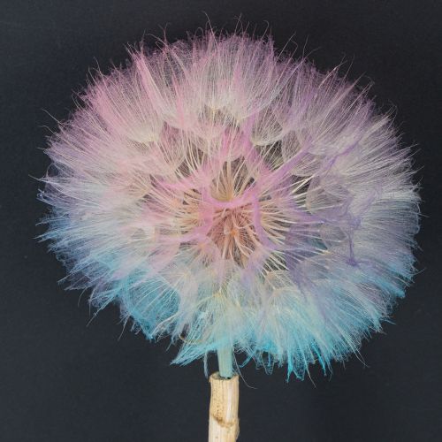 Pusteblume Deko Trockenblume stabilisiert und gefärbt Filigran langlebig 12cm 4St