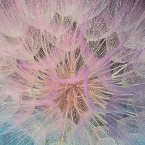 Artikel Pusteblume Deko Trockenblume stabilisiert und gefärbt Filigran langlebig 12cm 4St