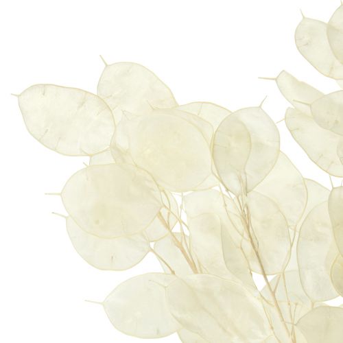 Floristik24 Silberblatt Mondviole Lunaria Konserviert L70cm 20g