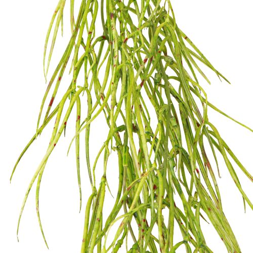 Artikel Sukkulente hängend Grün 145cm