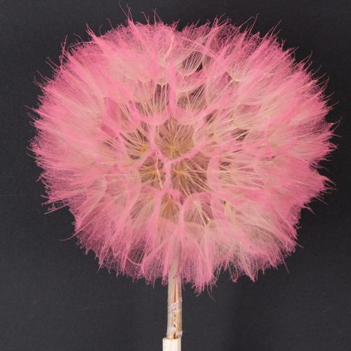 Trockenblumen Riesen Pusteblume Deko Edles Wohnaccessoire 12cm 4St
