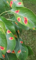 Birnengitterrost Rost 