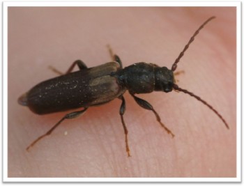 Gemeiner Fichtensplintbock Bockkäfer Familie 