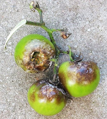 Kraut- und Braunfäule bei Tomaten Pilzkrankheiten an Tomaten 
