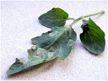 Kraut- und Braunfäule bei Tomaten Pilzkrankheiten an Tomaten 