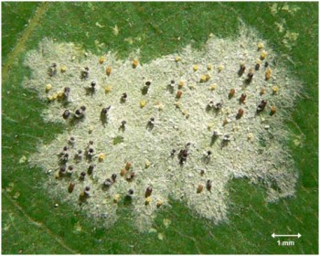 Echter Mehltau Mehltau 