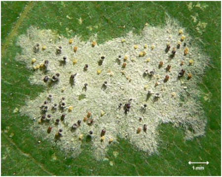 Echter Mehltau Mehltau 