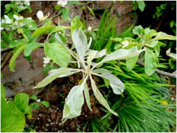 Echter Mehltau Mehltau 