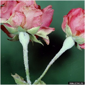 Echter Mehltau Mehltau 