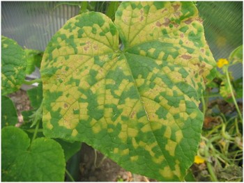 Falscher Mehltau Mehltau 