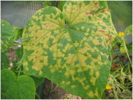 Falscher Mehltau Mehltau 