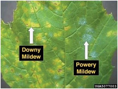 Falscher Mehltau Mehltau 