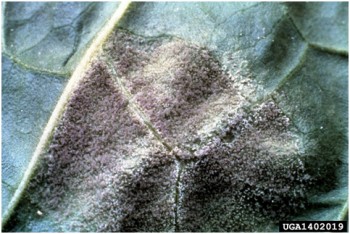 Falscher Mehltau Mehltau 