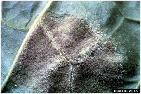 Falscher Mehltau Mehltau 