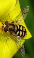 Gemeine Feldschwebfliege Nützlinge im Garten Schwebfliegen Familie 