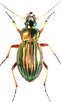 Goldlaufkäfer Laufkäfer Familie Nützlinge im Garten 