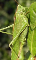 Grünes Heupferd Grille Nützlinge im Garten 