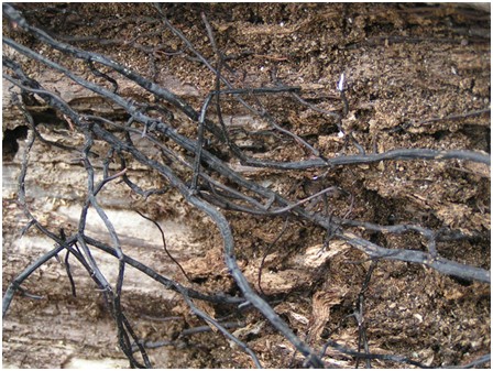 Hallimasch A-Z Pilzkrankheiten 