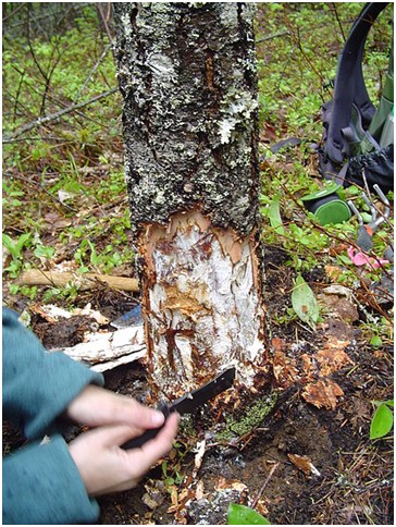 Hallimasch A-Z Pilzkrankheiten 