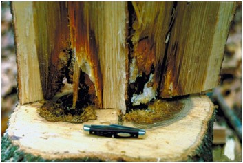 Hallimasch A-Z Pilzkrankheiten 