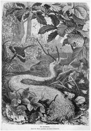 Trauermücken Mücken 