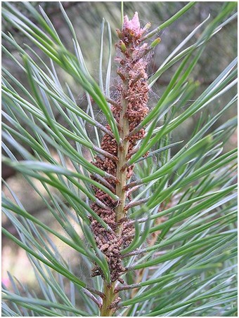 Kiefernkultur-Gespinstblattwespe Gespinstblattwespen Familie 