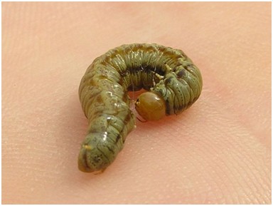 Kiefernkultur-Gespinstblattwespe Gespinstblattwespen Familie 