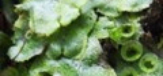 monstera deliciosa plant for sale 6-8ft Monstera Deliciosa- NYC, NJ, CT, Boston, Providence, Washington DC,  Baltimore, Philadelphia, Princeton, Long Island, and Upstate NY Local Plant main image 0