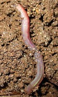 Regenwurm oder Tauwurm Nützlinge im Garten 