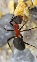 Rote Waldameise Ameise Nützlinge im Garten 