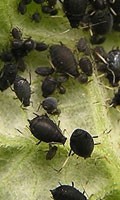 Schwarze Bohnenblattlaus Röhrenblattläuse Familie 