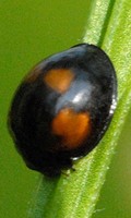 Vierfleckiger Kugelmarienkäfer Marienkäfer Familie Nützlinge im Garten 