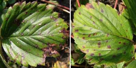 Weißfleckenkrankheit Pilzkrankheiten Weißlinge