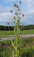 Wilde Karde Rasenunkraut 