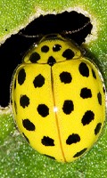 Zweiundzwanzigpunkt-Marienkäfer Marienkäfer Familie Nützlinge im Garten 
