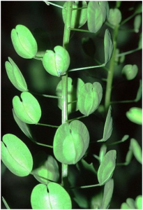 Acker-Hellerkraut Rasenunkraut 