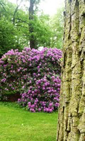 Rhododendron Nährstoffmangel 